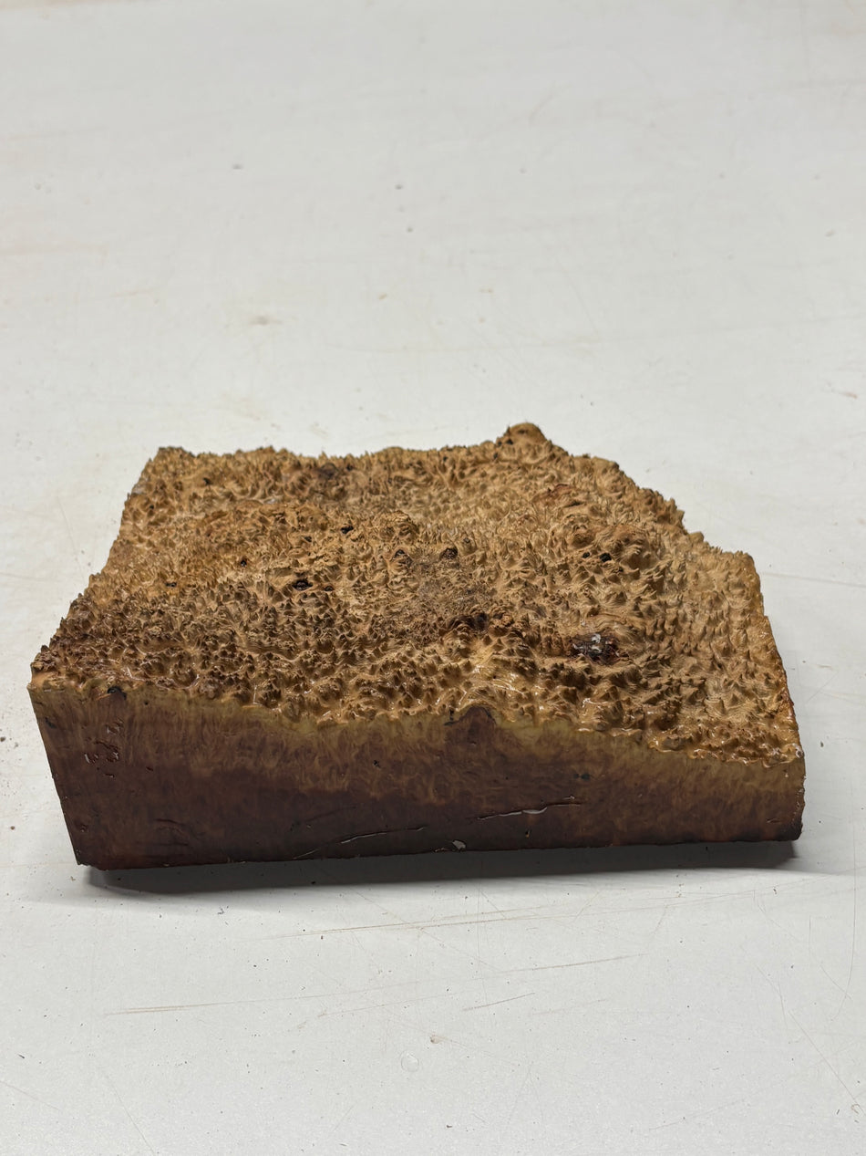 Australian Red Mallee Burl Cap 7" x 8" x 1-1/2" #2011