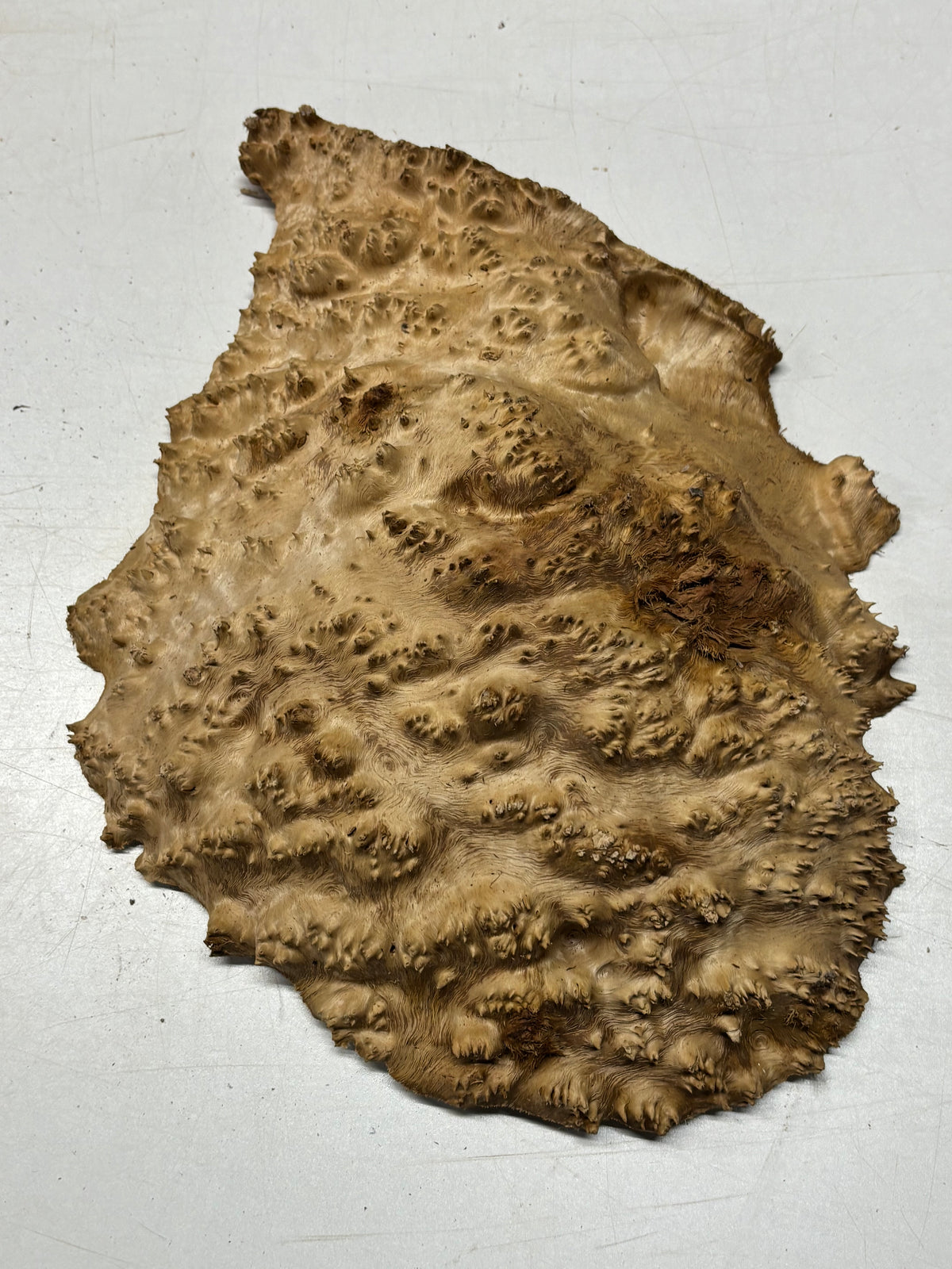 Australian Red Mallee Burl Cap 12" x 11" x 3" #2012 - Exotic Wood Zone