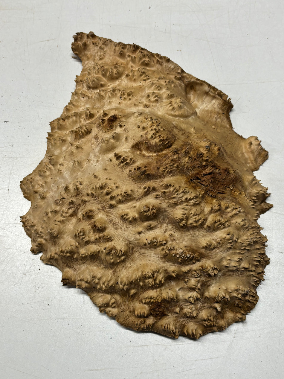 Australian Red Mallee Burl Cap 12" x 11" x 3" #2012