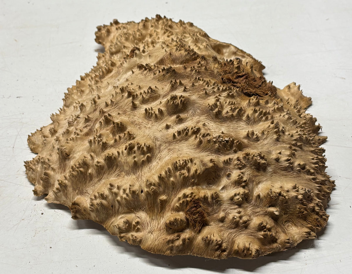 Australian Red Mallee Burl Cap 12" x 11" x 3" #2012 - Exotic Wood Zone