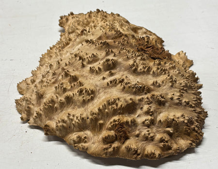 Australian Red Mallee Burl Cap 12" x 11" x 3" #2012 - Exotic Wood Zone