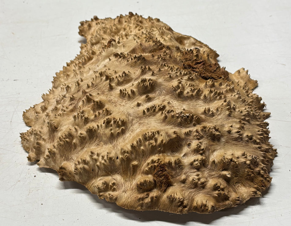 Australian Red Mallee Burl Cap 12" x 11" x 3" #2012