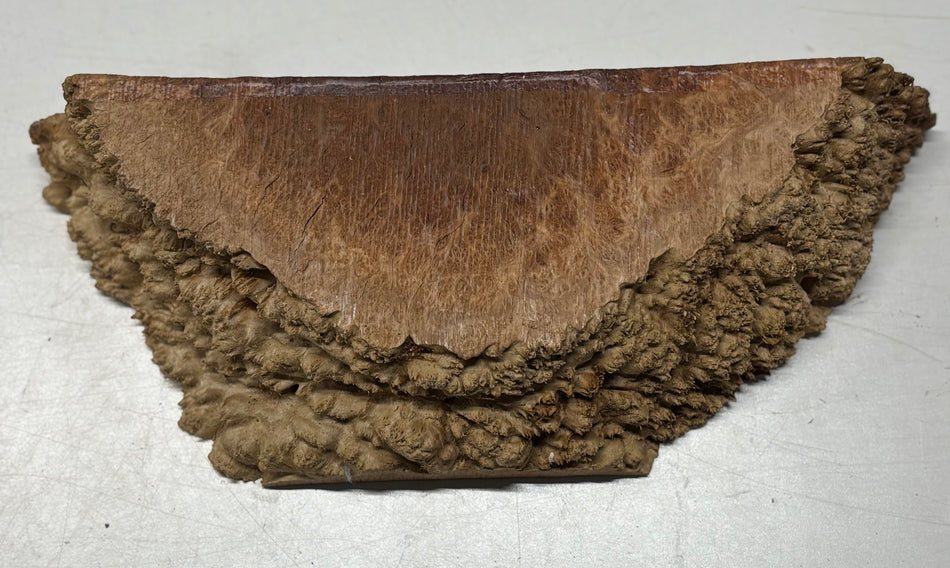 Australian Red Mallee Burl Cap 13" x 6" x 3" #2014