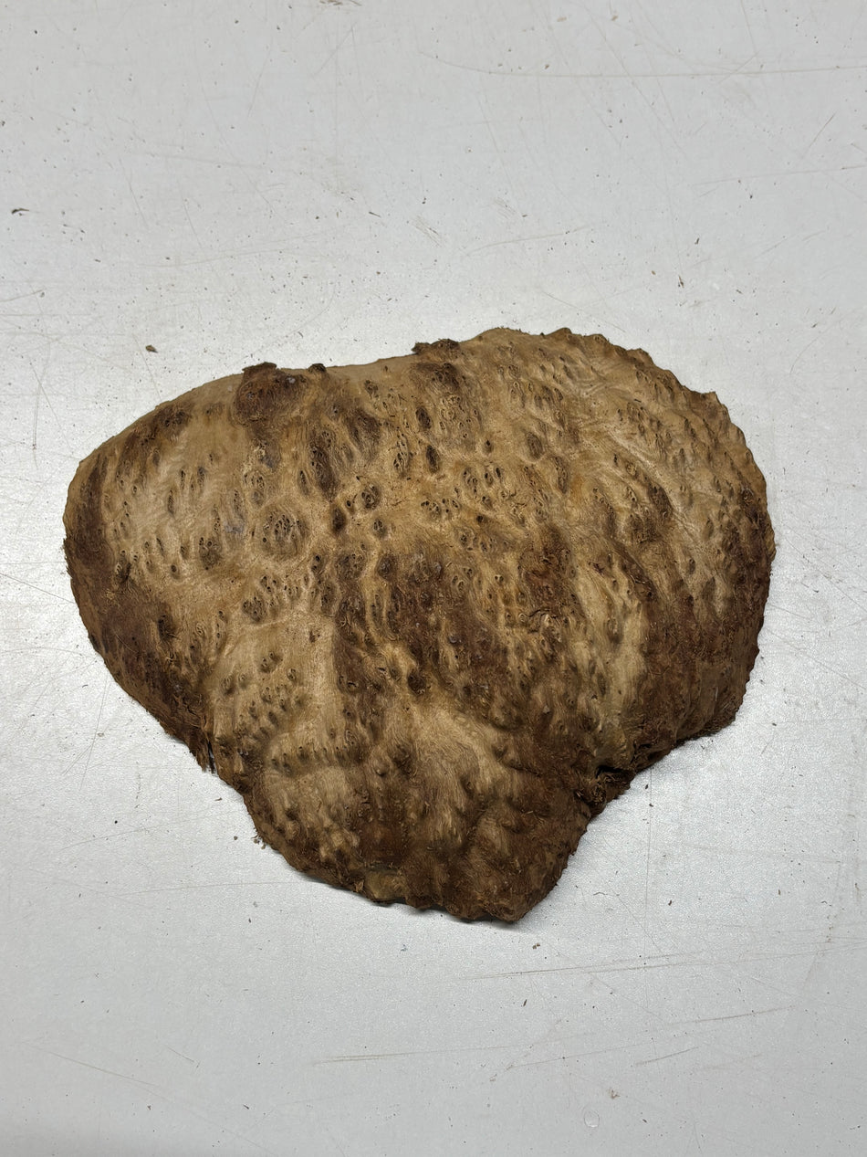 Australian Red Mallee Burl Cap 9" x 8" x 1-1/2" #2016