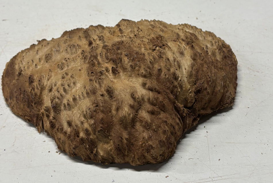Australian Red Mallee Burl Cap 9" x 8" x 1-1/2" #2016