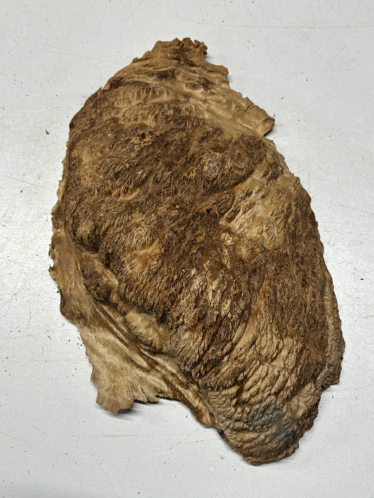 Australian Red Mallee Burl Cap 13" x 8" x 2" #2017 - Exotic Wood Zone