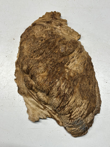 Australian Red Mallee Burl Cap 13" x 8" x 2" #2017 - Exotic Wood Zone