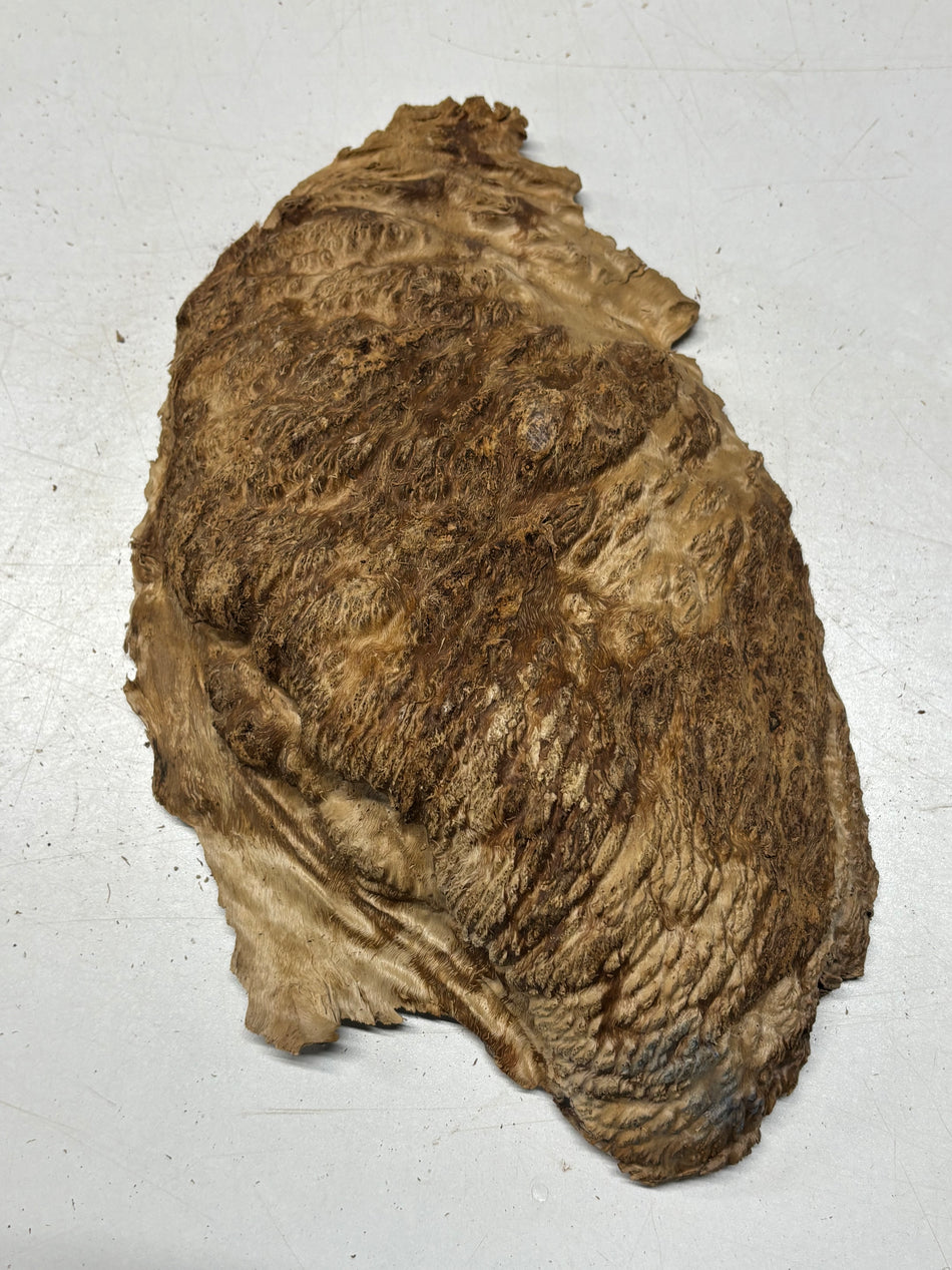 Australian Red Mallee Burl Cap 13" x 8" x 2" #2017