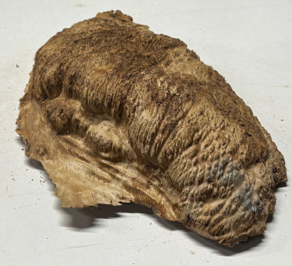 Australian Red Mallee Burl Cap 13" x 8" x 2" #2017