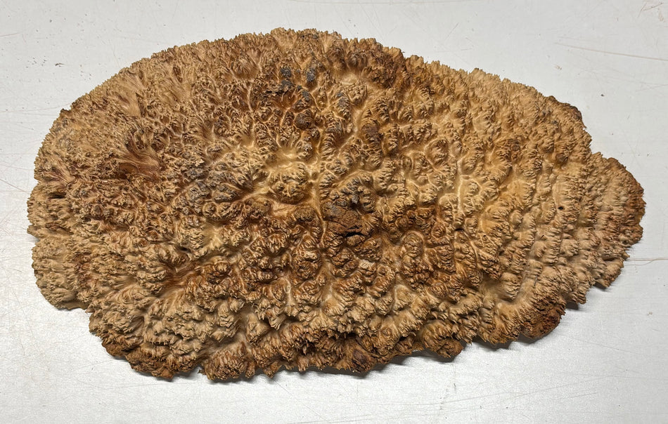 Molinillo de pimienta Coolibah rojo australiano en blanco 12" x 3" x 3" #110