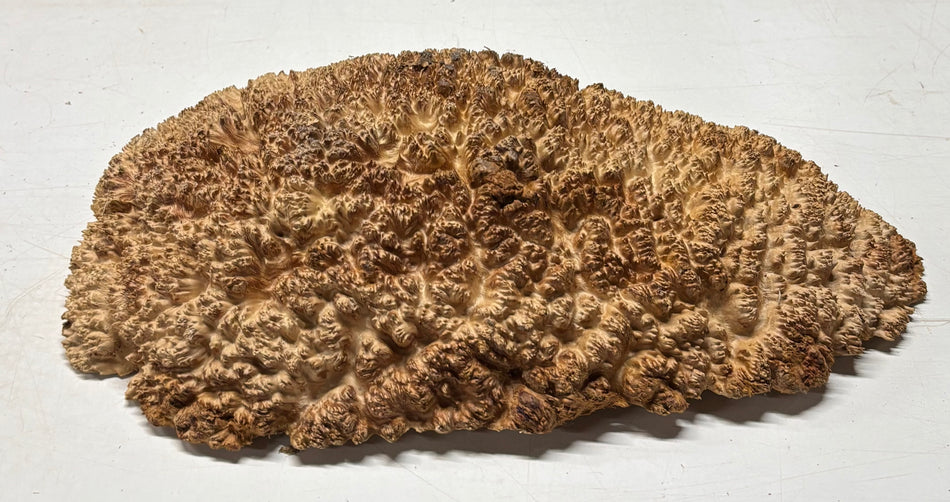 Molinillo de pimienta Coolibah rojo australiano en blanco 12" x 3" x 3" #110