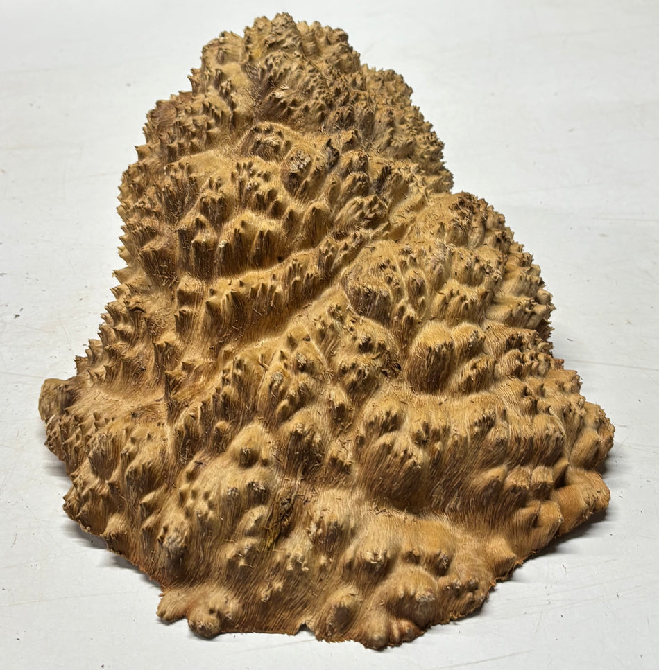 Molinillo de pimienta Coolibah rojo australiano en blanco 12" x 3" x 3" #108