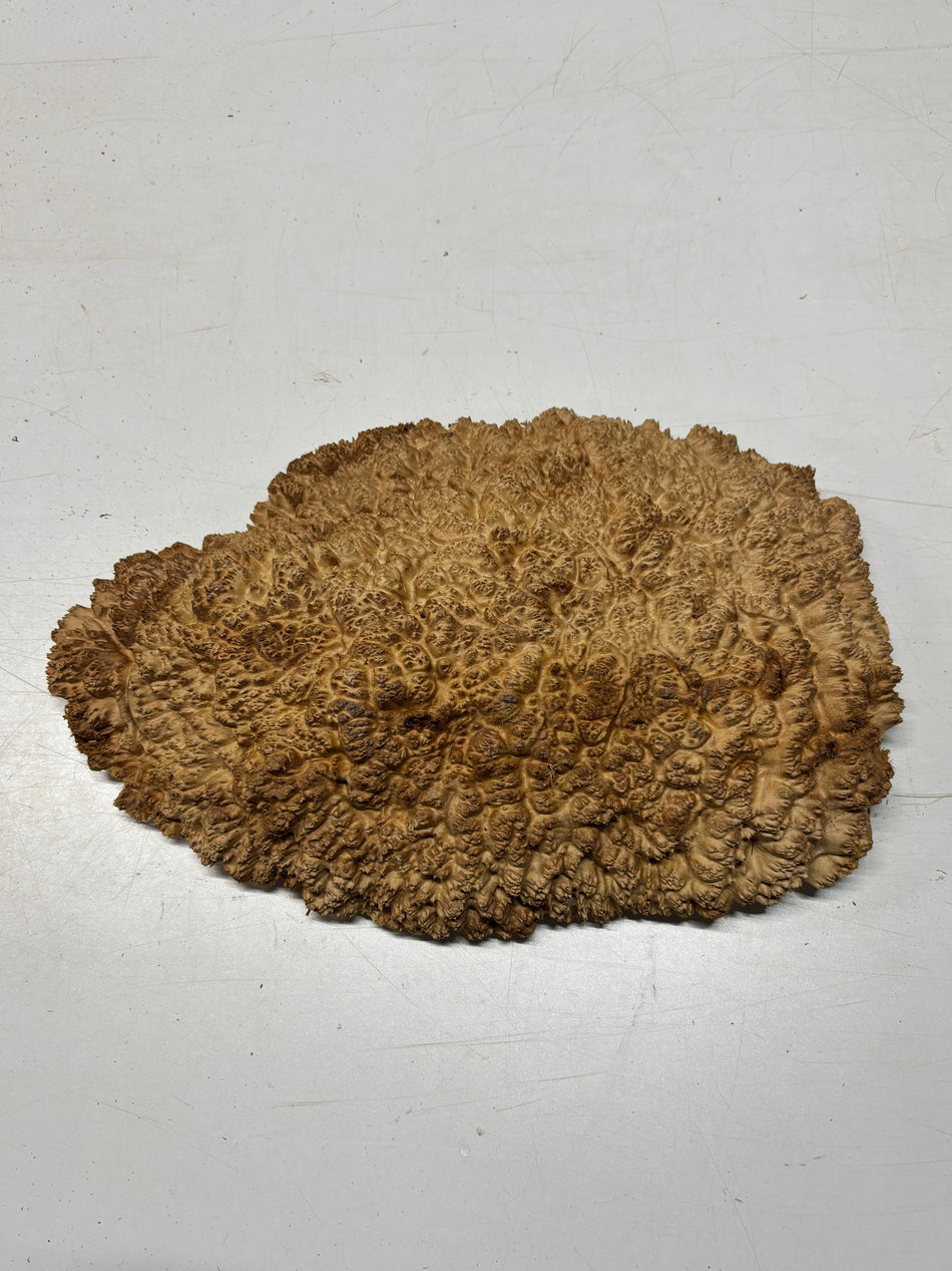 Molinillo de pimienta Coolibah rojo australiano en blanco 12" x 3" x 3" #106