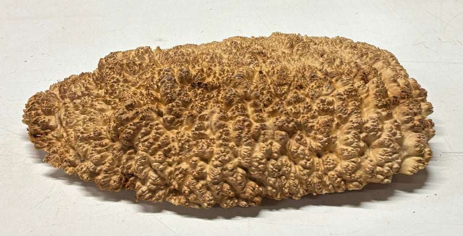 Molinillo de pimienta Coolibah rojo australiano en blanco 12" x 3" x 3" #106