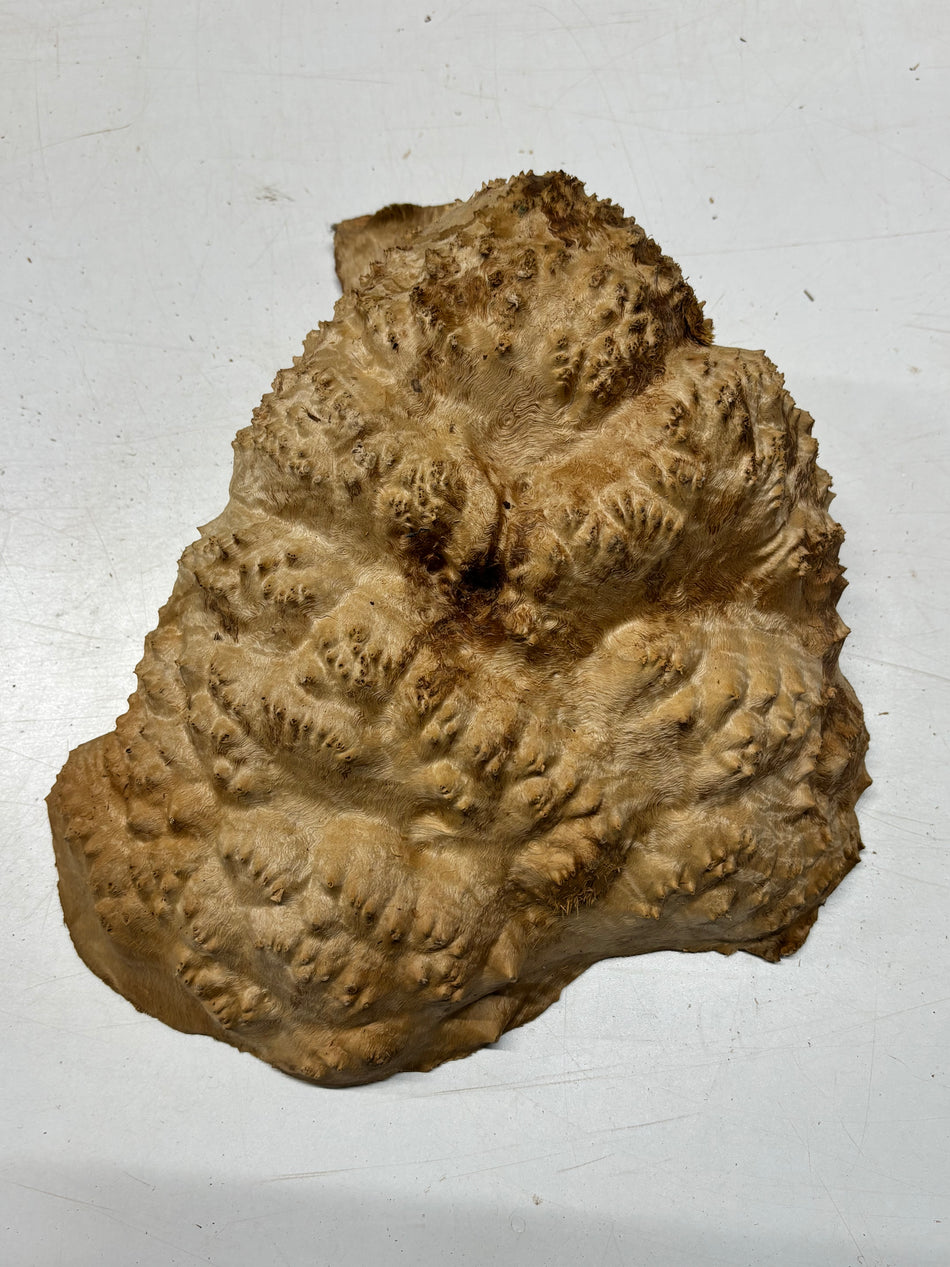Australian Red Mallee Burl Cap 12" x 10" x 4" 8.8 Lbs #4009