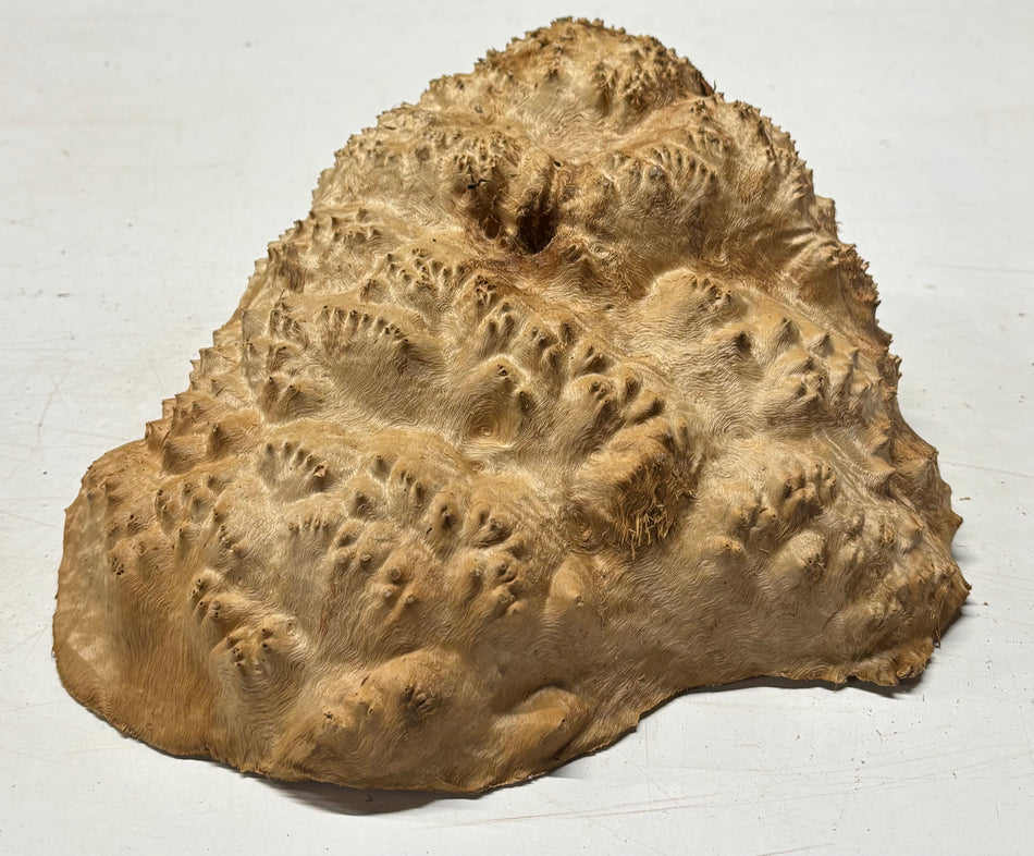 Australian Red Mallee Burl Cap 12" x 10" x 4" 8.8 Lbs #4009