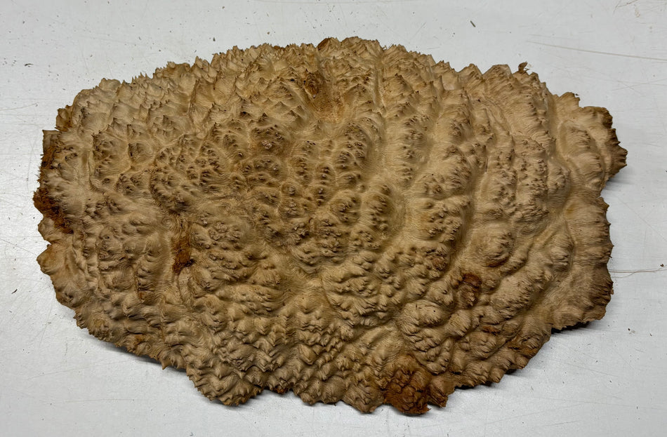 Australian Red Mallee Burl Cap 15" x 9" x 3" 7.8 Lbs #4010