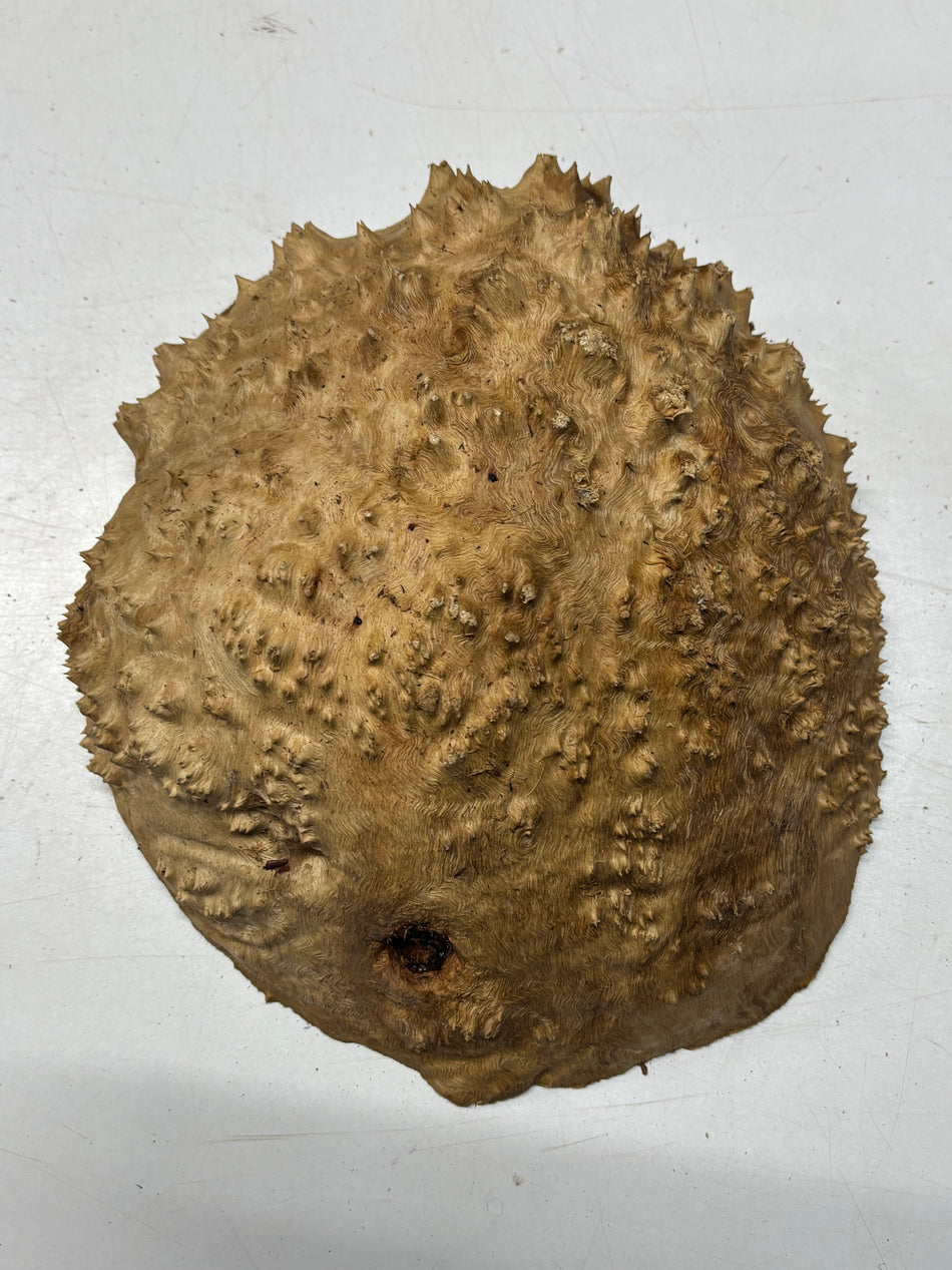 Australian Red Mallee Burl Cap 11" x 10" x 4" 7.6 Lbs #4011