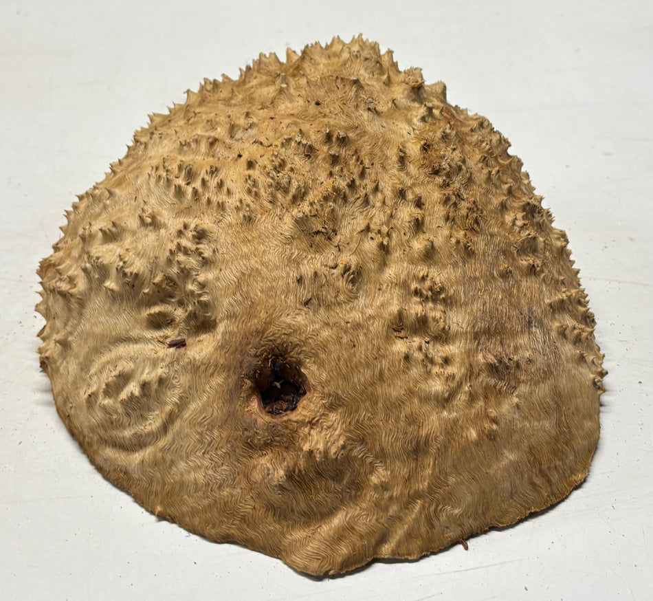 Australian Red Mallee Burl Cap 11" x 10" x 4" 7.6 Lbs #4011