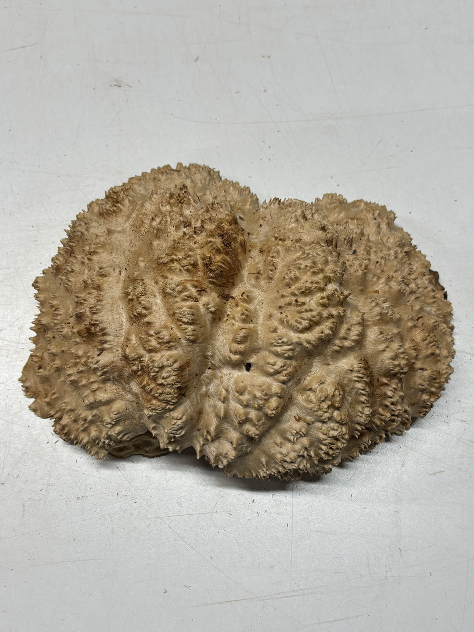 Australian Red Mallee Burl Cap 10.5" x 7" x 4" 6 Lbs #4012