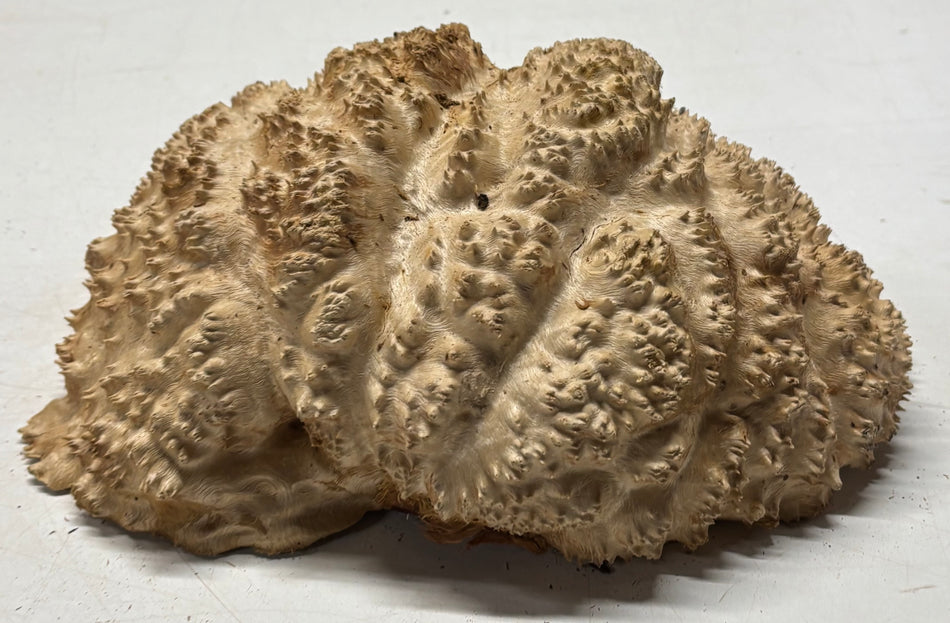Australian Red Mallee Burl Cap 10.5" x 7" x 4" 6 Lbs #4012