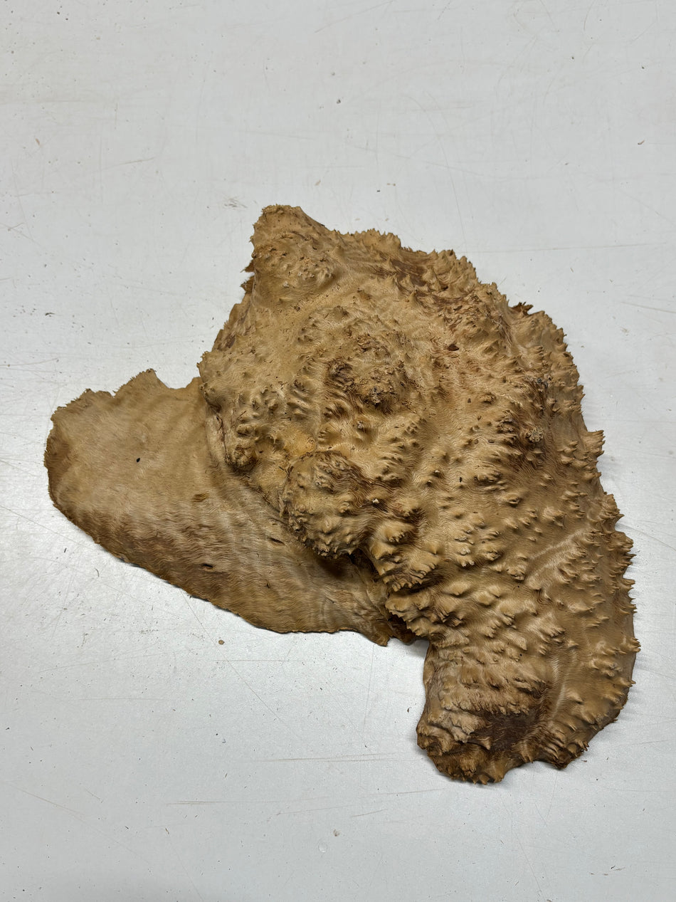 Australian Red Mallee Burl Cap 13" x 10" x 3" 7.4 Lbs #4014