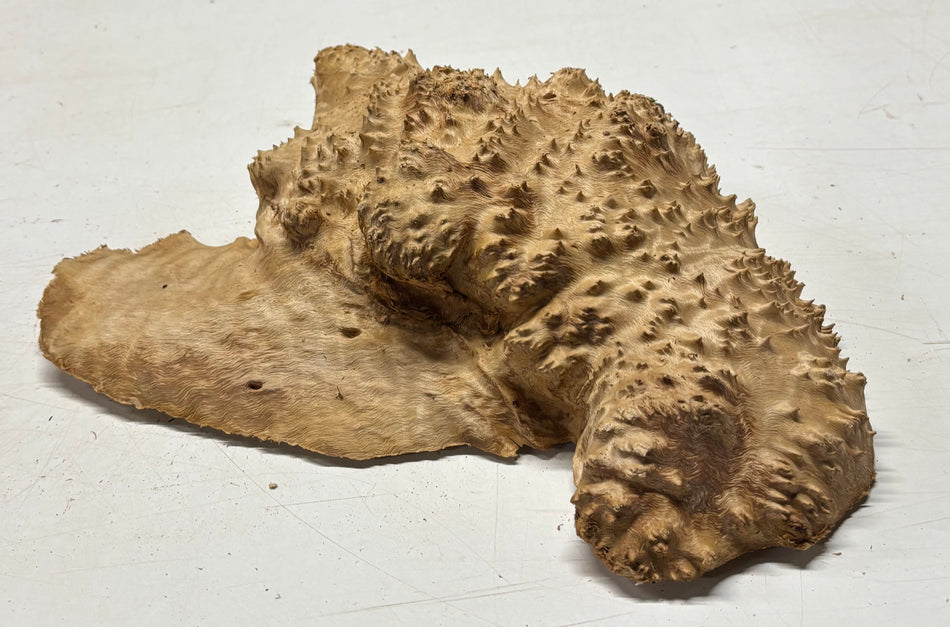 Australian Red Mallee Burl Cap 13" x 10" x 3" 7.4 Lbs #4014