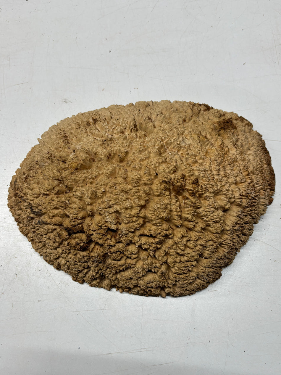 Australian Red Mallee Burl Cap 14" x 11" x 4" 9.2 Lbs #4015