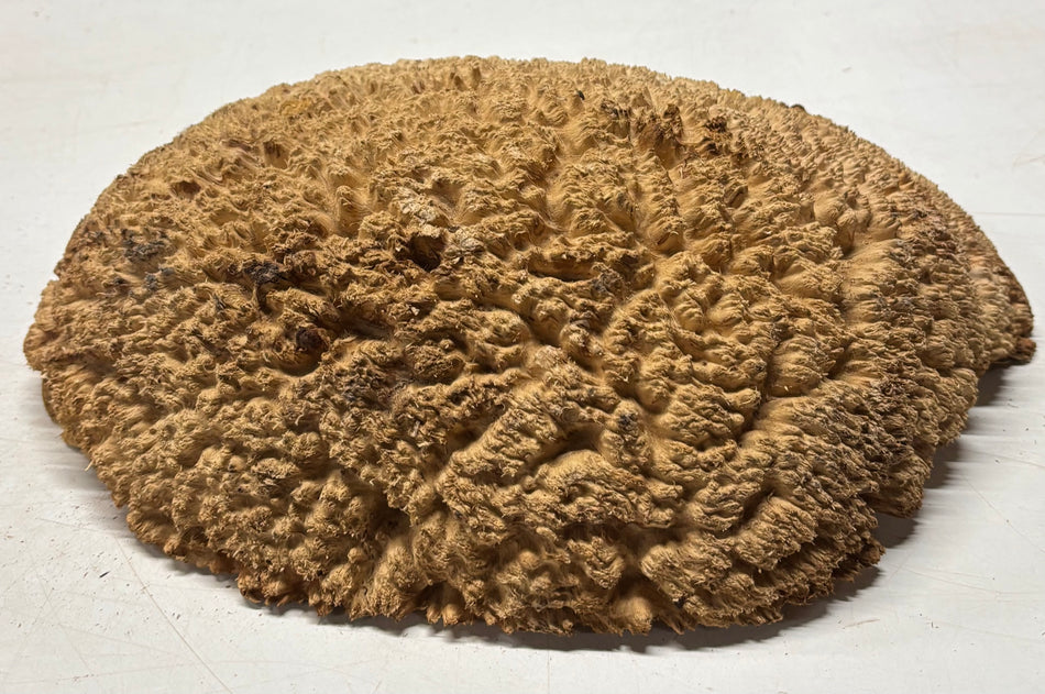 Australian Red Mallee Burl Cap 14" x 11" x 4" 9.2 Lbs #4015