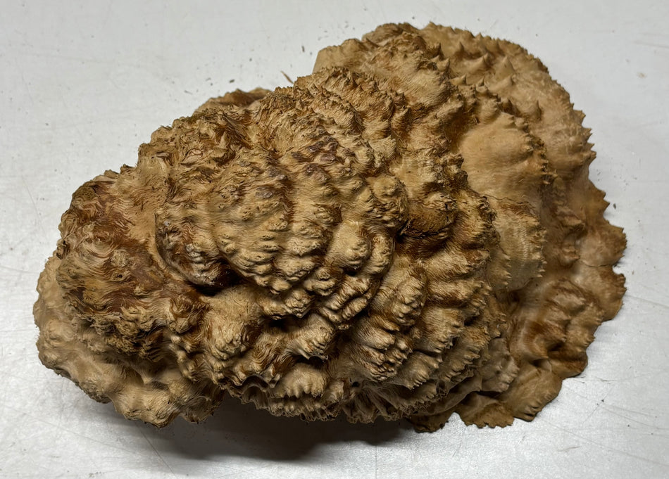 Australian Red Mallee Burl Cap 10" x 8" x 5" 7 Lbs #4017