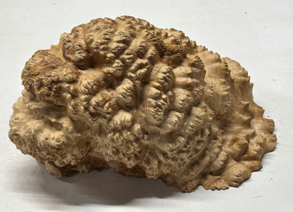 Australian Red Mallee Burl Cap 10" x 8" x 5" 7 Lbs #4017
