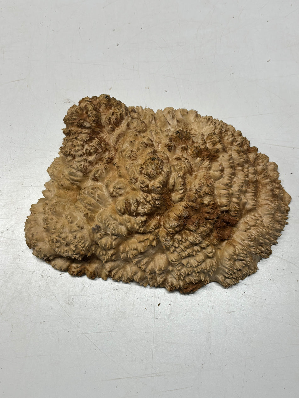 Australian Red Mallee Burl Cap 12" x 9" x 3" 7.4 Lbs #4018