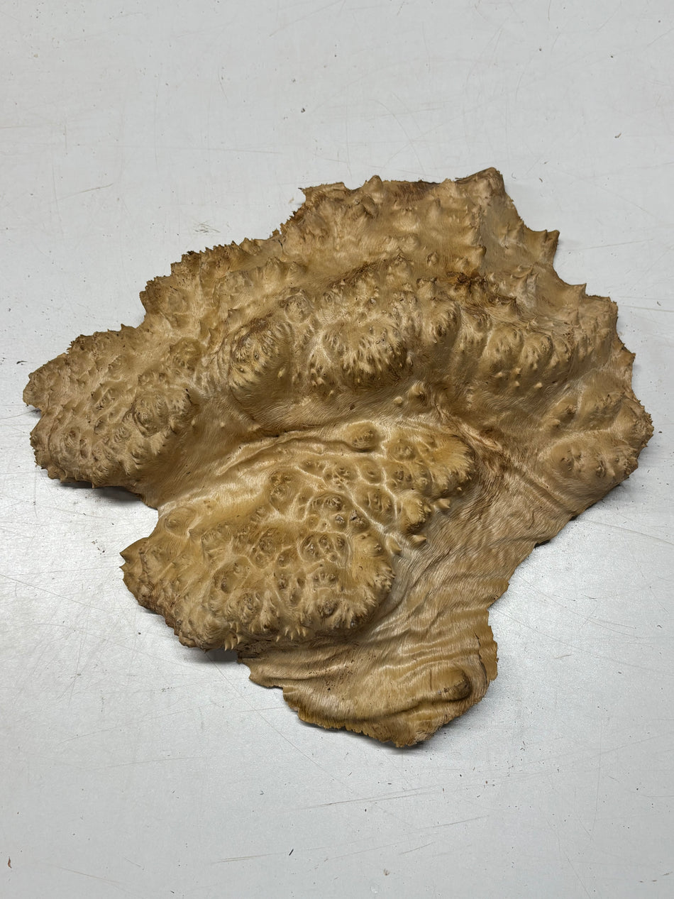 Australian Red Mallee Burl Cap 12" x 10" x 3" 6.4 Lbs #4020