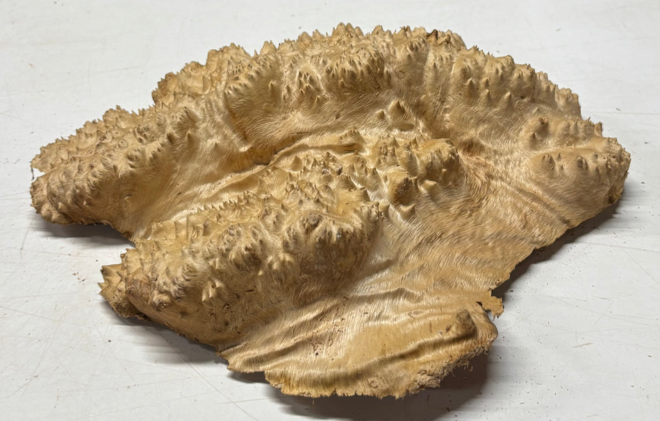 Australian Red Mallee Burl Cap 12" x 10" x 3" 6.4 Lbs #4020