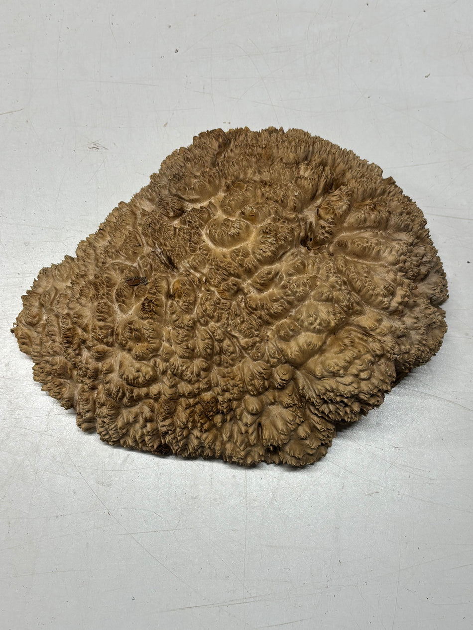Australian Red Mallee Burl Cap 12" x 10" x 3" 7.4 Lbs #4022