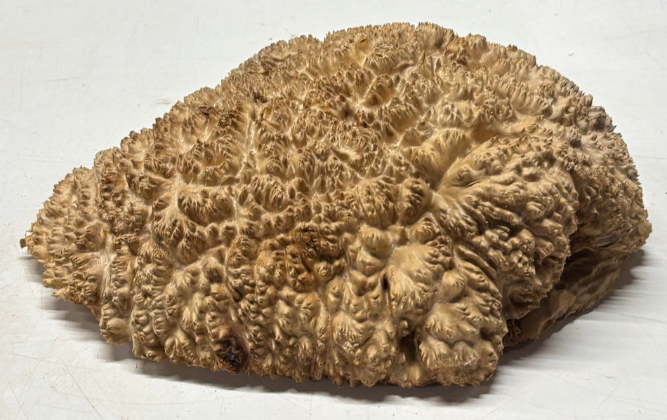 Australian Red Mallee Burl Cap 12" x 10" x 3" 7.4 Lbs #4022
