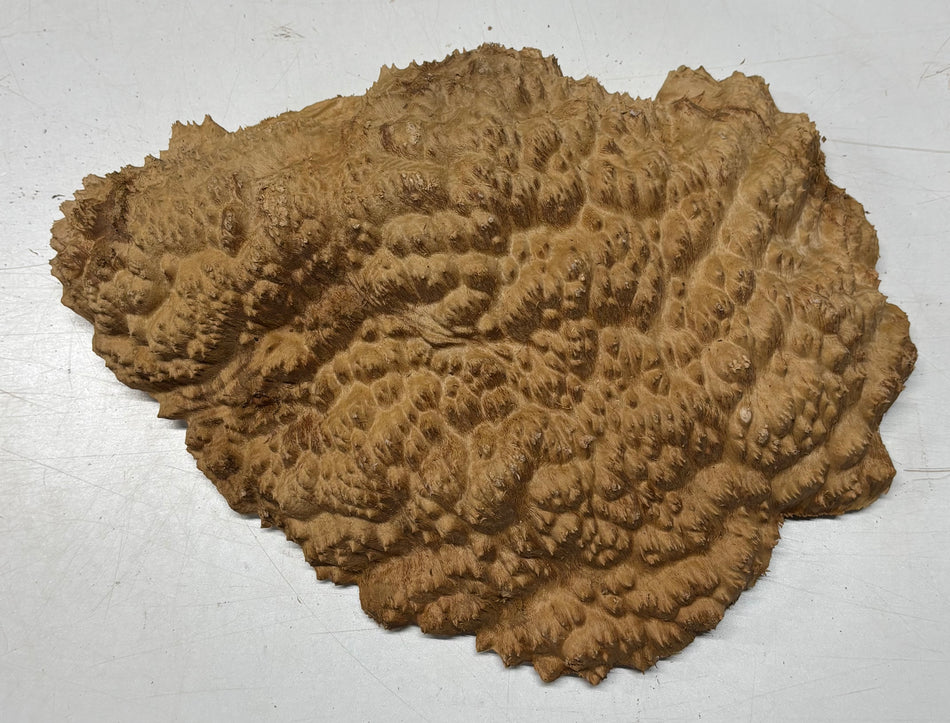 Australian Red Mallee Burl Cap 16" x 11" x 2" 8 Lbs #4024