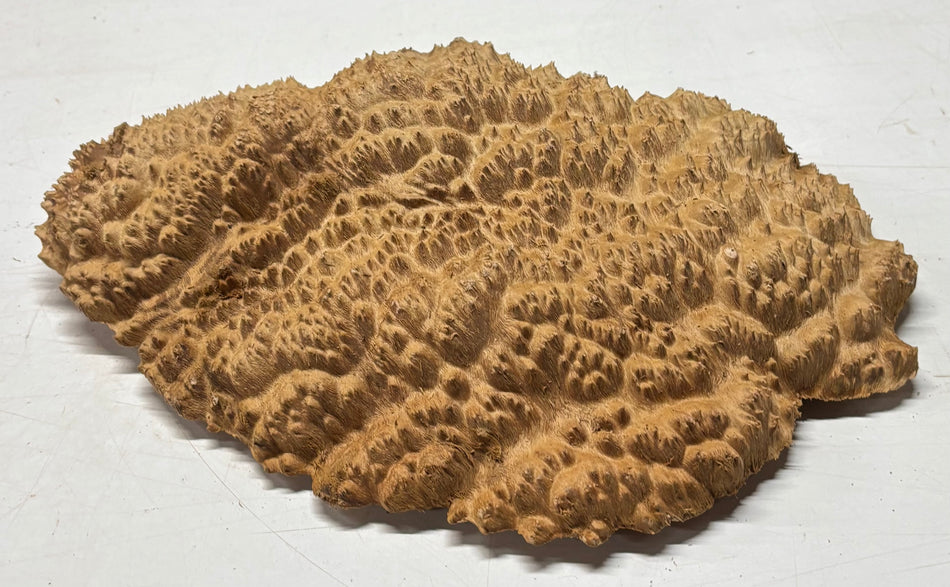 Australian Red Mallee Burl Cap 16" x 11" x 2" 8 Lbs #4024