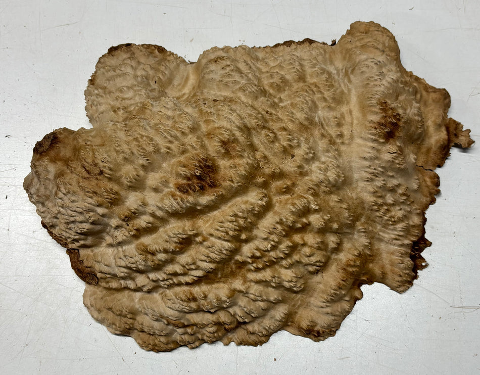 Australian Red Mallee Burl Cap 13" x 9.5" x 3" 8 Lbs #4025