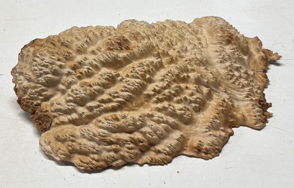 Australian Red Mallee Burl Cap 13" x 9.5" x 3" 8 Lbs #4025