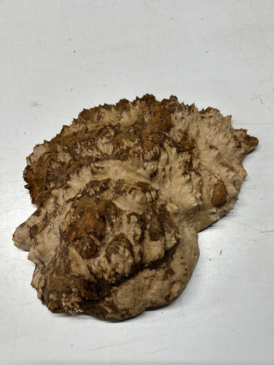 Australian Red Mallee Burl Cap 12" x 8.5" x 3" 8.5 Lbs #4027
