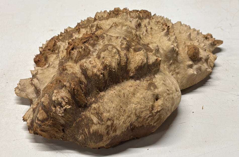 Australian Red Mallee Burl Cap 12" x 8.5" x 3" 8.5 Lbs #4027