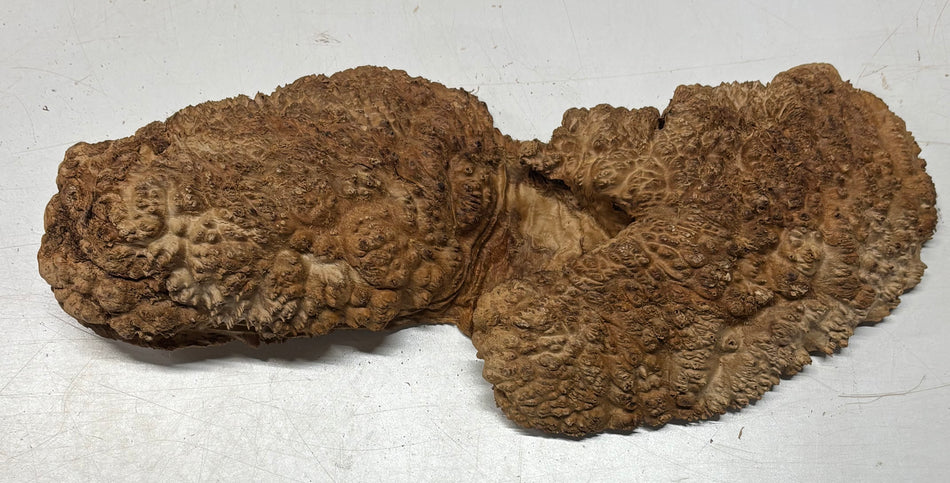 Australian Red Mallee Burl Cap 14" x 6" x 2.5" 8.3 Lbs#4028