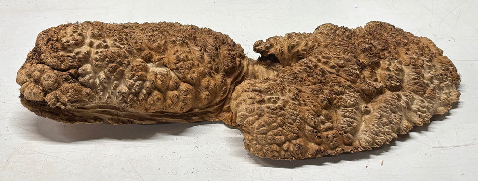 Australian Red Mallee Burl Cap 14" x 6" x 2.5" 8.3 Lbs#4028