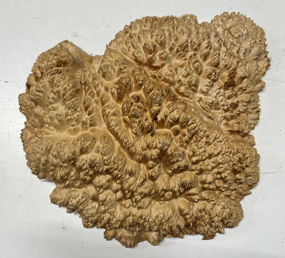Australian Red Mallee Burl Cap 17" x 15" x 4" 13.2 Lbs #5005