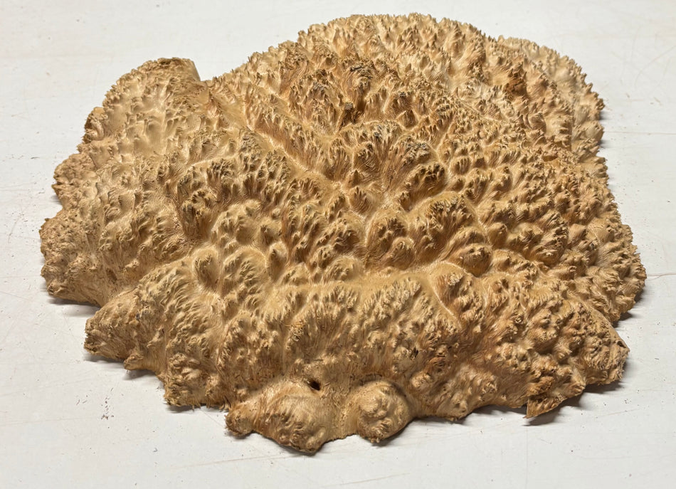 Australian Red Mallee Burl Cap 17" x 15" x 4" 13.2 Lbs #5005