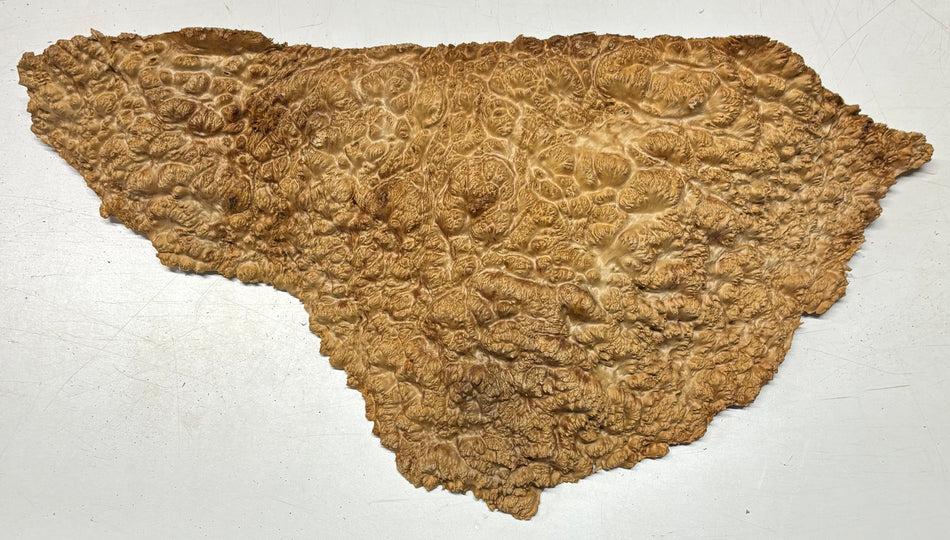 Tapa/tazón Paela/Chakte Viga Burl 14" x 14" x 5" | 15 libras | #819