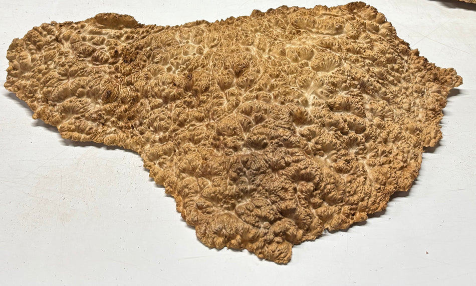Tapa/tazón Paela/Chakte Viga Burl 14" x 14" x 5" | 15 libras | #819