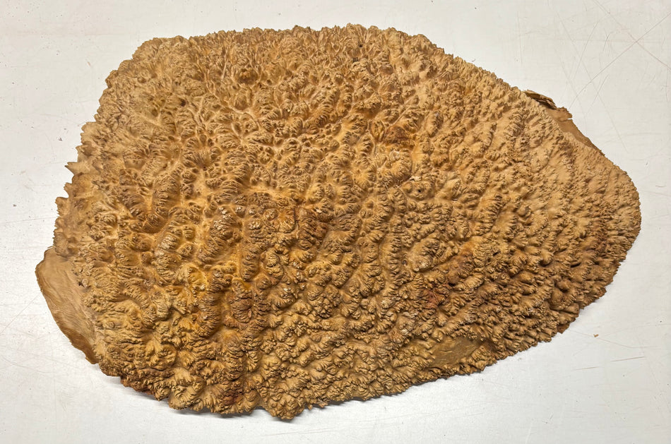 Tapa/tazón Paela/Chakte Viga Burl 13" x 7" x 2" | 4 libras | #810