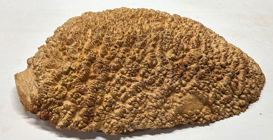 Tapa/tazón Paela/Chakte Viga Burl 13" x 7" x 2" | 4 libras | #810